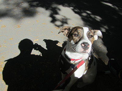 The dog Daisy
